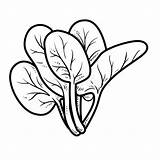 Spinach Coloring Pages Template Sketch Page sketch template