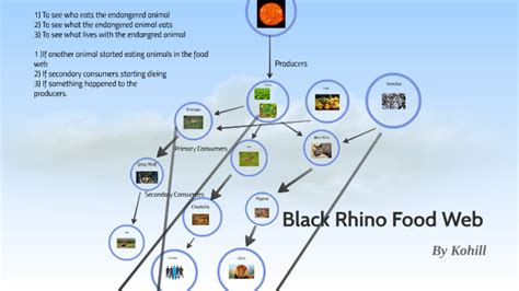 Black Rhino Food Web by Kohill Brapagaran on Prezi