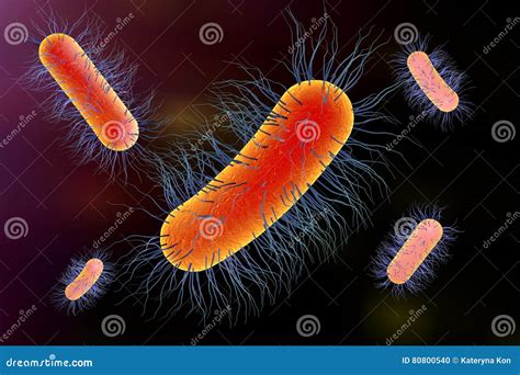 Escherichia coli-bacterie stock illustratie. Illustration of microbiologie - 80800540