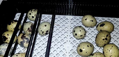 Quails Eggs in Incubator Hatching European Quail Stock Photo - Image of eggs, cake: 192902694