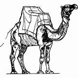 Camel Coloring Page · Creative Fabrica sketch template