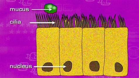 Ciliated Epithelial Cell For Kids