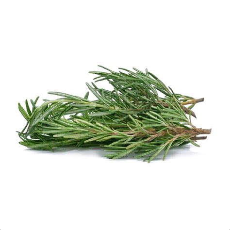 Rosemary Leaves Dried at Best Price in Salem, Tamil Nadu | Maduras Herbals