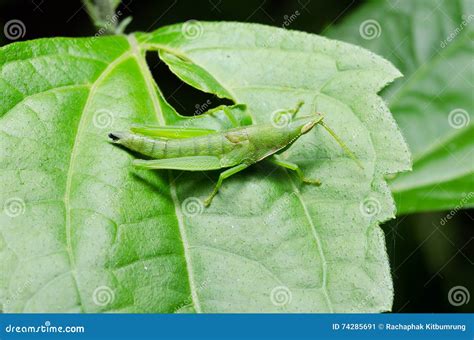 A Green Grasshopper on a Green Leaf Stock Image - Image of detail, harmonious: 74285691