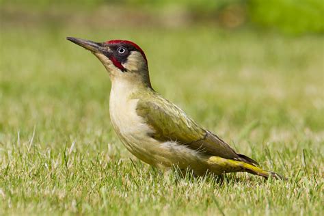 British woodpecker photo ID guide - BirdGuides