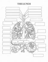 Lungs coloring Page Stock Vector Illustration Of Disease  261533431 sketch template