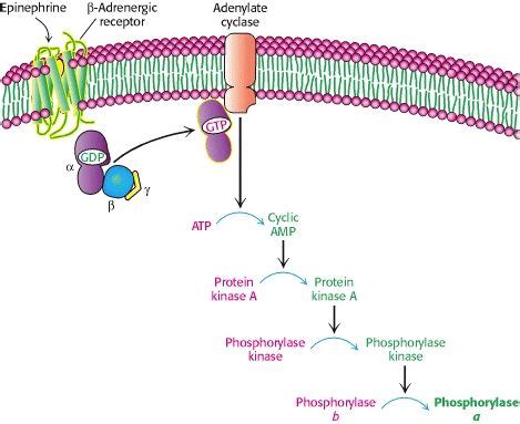 Glucagon/Epinephrine Signal Cascade | Biochemistry, Epinephrine, Signal ...