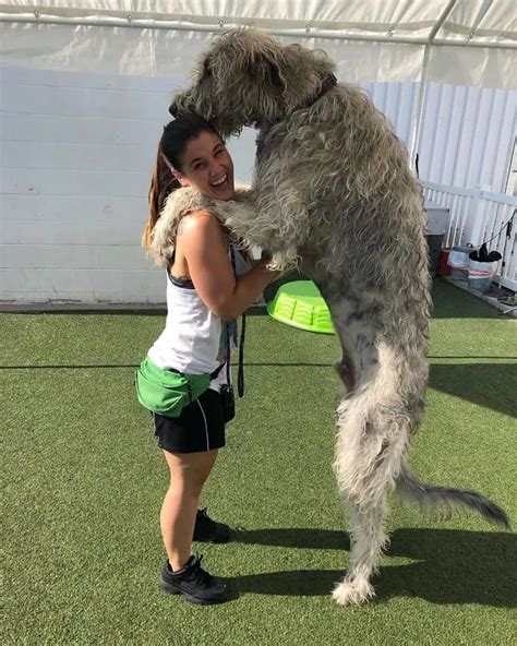 5 Instagram Pic's That Show Just How Big And Great An Irish Wolfhound Is