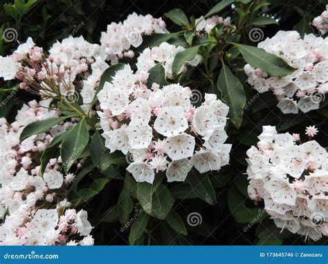 Mountain Laurel or Spoonwood during Flowering Stock Photo - Image of showy, laurel: 173645746