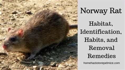 Norway Rat- Habitat, Identification, Habits, and Removal Remedies