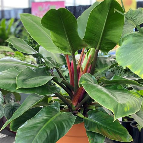 Philodendron Rojo Congo - Garden Express