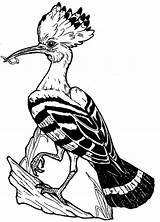 Printable Hoopoe Coloring Page  Free Pages For Kids sketch template