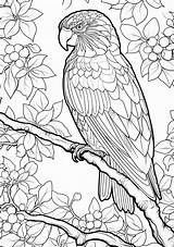 Printable Parrot Coloring Pages Bird C  Vrogueco sketch template