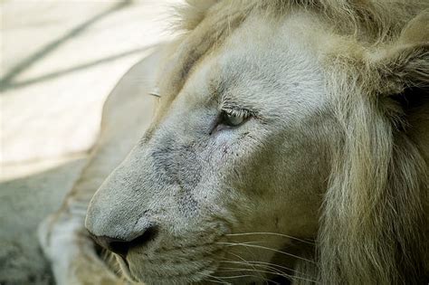 HD wallpaper: white, nature, lion, animal, mammal, malaysia, sunway ...