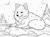 Arctic Fox Coloring Download  Page sketch template