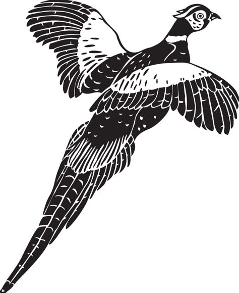 Pheasant Bird Photography Clip art - Bird png download - 600*735 - Free ...