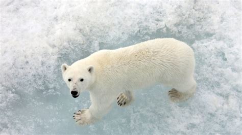 Best Polar Bear Names | Funny and Cute - EXOtella