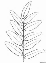 Honey Locust Leaf Coloring page Printable sketch template