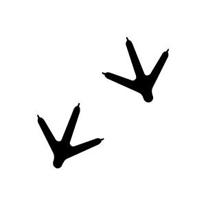 Bird tracks clipart 20 free Cliparts | Download images on Clipground 2024