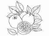 Grapefruit Coloring Page Coloring Page  Coloring Home sketch template