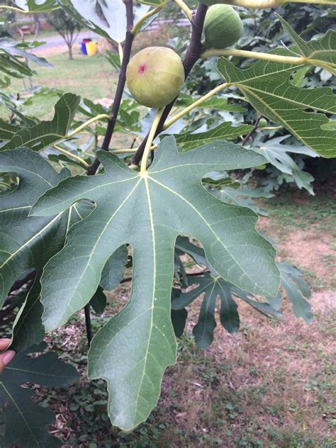 POP Fig Varieties and Introducing Megan Brookens: A Fellow Fig Lover! – Philadelphia Orchard Project