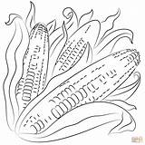 Corn coloring Page  Free Printable Coloring Pages sketch template