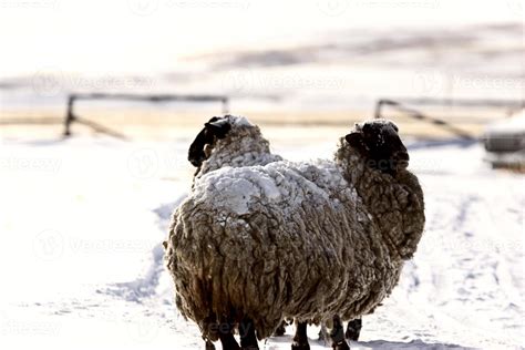 Snow covered sheep in rural Alberta 6252924 Stock Photo at Vecteezy