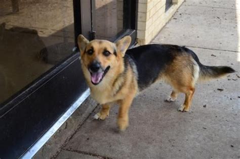 Corgi German Shepherd mix | Corgi shepherd, German shepherd corgi mix ...