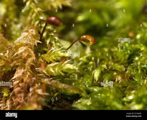 Moss Sporophyte