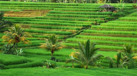 Jatiluwih Bali - Tempat Wisata Sawah Terasering Terluas