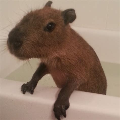 JoeJoe The Capybara - YouTube