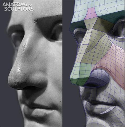 Form of The Head and Neck - by Anatomy For Sculptors by Uldis Zarins — Kickstarter | Anatomy ...