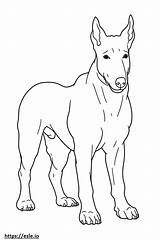 Bull Terrier Full Body coloring Page sketch template
