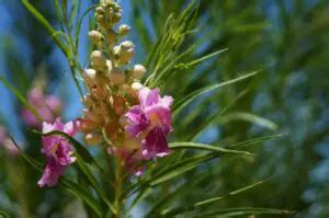 Growing Guide: How to Grow Desert Willow - Garden Lovers Club