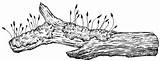 Moss Coloring Pages Coloring Pages sketch template