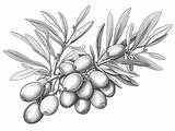 Coloring Pages Of Olive Trees sketch template