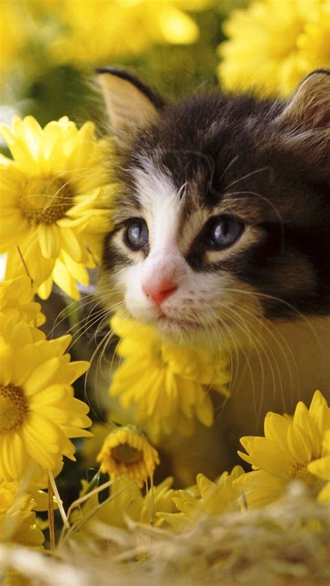 https://wallpaperscraft.com/download/kitten_flowers_yellow_baby_1940/1080x1920 | Kittens cutest ...