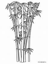 Bamboo Coloring Tree Printable Template Trees Getdrawings Sketch  sketch template