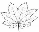 English Oak Leaf Coloring Page Printable sketch template