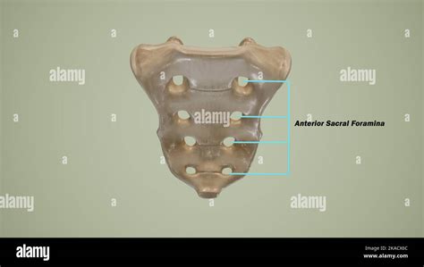 Anterior view of human sacrum showing the anterior sacral foramina-Labeled Stock Photo - Alamy