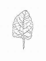 Chard Leaf coloring page  ColouringPages sketch template