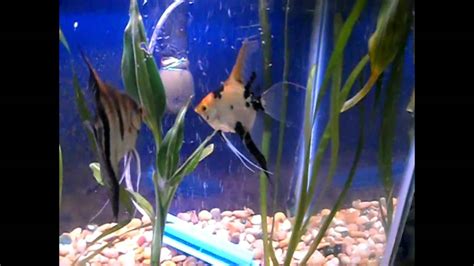 Angelfish Breeding - YouTube