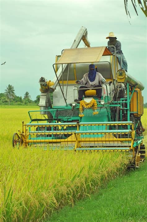 Frontview of Rice Harvesting Machine Stock Image - Image of farmer, farm: 26039875