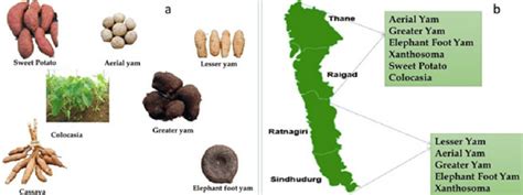 Tuber crops (a); and the potential area to offset impact of climate... | Download Scientific Diagram