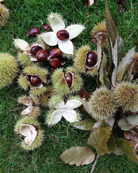 Sweet chestnuts | Sweet chestnut tree, Horse chestnut trees, Sweet chestnut