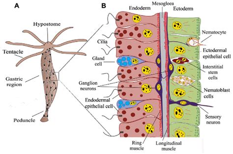 (A) Hydra vulgaris, showing its nerve net (total height about 10 mm).... | Download Scientific ...