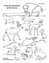 Mammals Of The Prairie Coloring Page  Pages Animal coloring sketch template