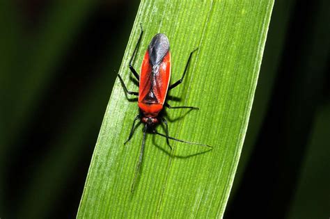 10 Stunning Red and Black Garden Bugs