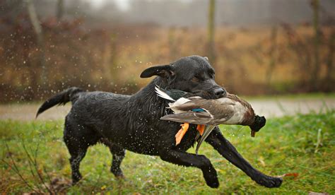 Yellow Lab Dog Hunting