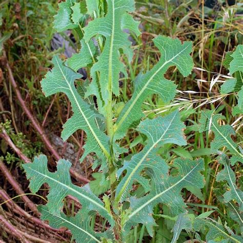 Prickly Wild Lettuce Seeds Lactuca serriola 25Seeds in | Etsy